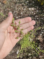 Dittrichia graveolens