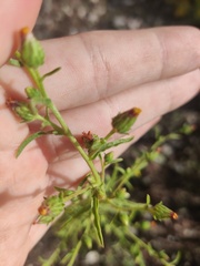 Dittrichia graveolens