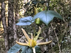Passiflora herbertiana