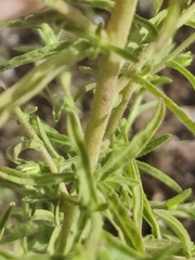 Dittrichia graveolens