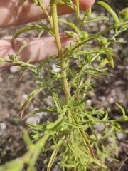 Dittrichia graveolens