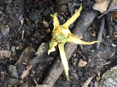 Passiflora herbertiana