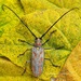 Batocera horsfieldi - Photo (c) Dr Namgyal T Sherpa, μερικά δικαιώματα διατηρούνται (CC BY-NC), uploaded by Dr Namgyal T Sherpa