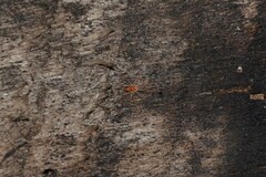 Trombidiformes