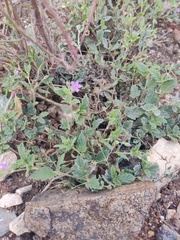 Erodium chium