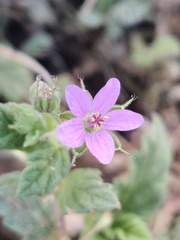 Erodium chium