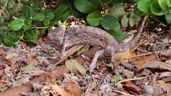 Chamaeleo chamaeleon