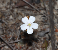 Drosera pycnoblasta