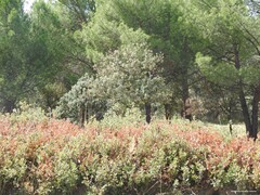 Pinus pinea