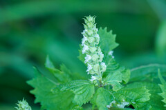 Perilla frutescens
