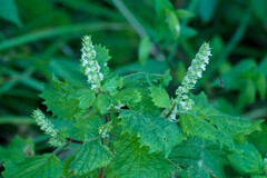 Perilla frutescens
