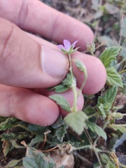 Erodium chium