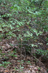 Vaccinium fuscatum