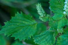Perilla frutescens