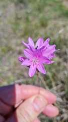 Ixia micrandra