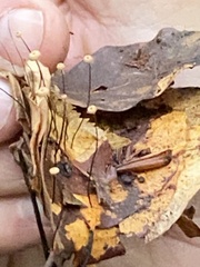 Marasmius bulliardii