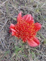 Haemanthus coccineus