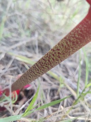 Haemanthus coccineus