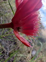 Haemanthus coccineus