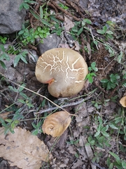 Rubroboletus rubrosanguineus