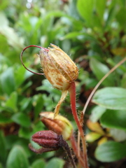 Rhododendron camtschaticum