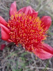 Haemanthus coccineus