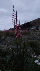 Watsonia aletroides