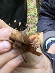 Marasmius bulliardii