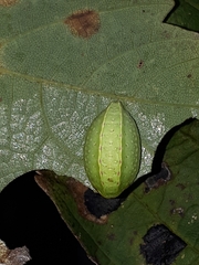 Apoda limacodes