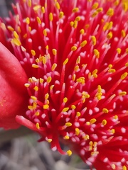 Haemanthus coccineus