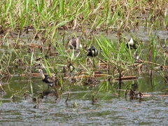 Irediparra gallinacea