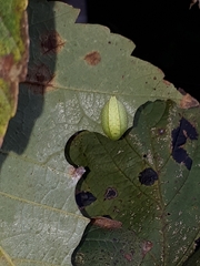 Apoda limacodes