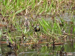 Irediparra gallinacea