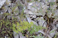 Hierophis viridiflavus