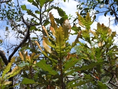 Banksia dentata