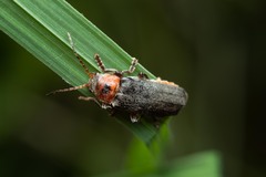 Cantharis rustica