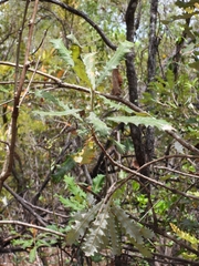 Banksia dentata