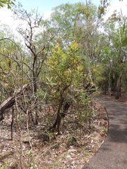 Banksia dentata