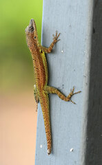 Anolis extremus