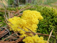 Fuligo septica