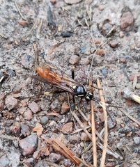 Protichneumon pisorius