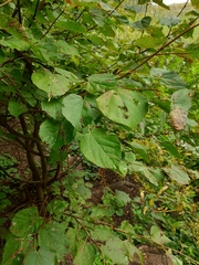 Tilia platyphyllos