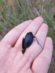 Carabus violaceus