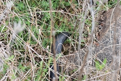 Pseudechis porphyriacus