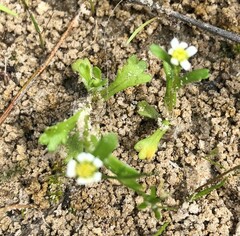 Brachyscome goniocarpa