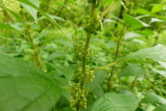 Parietaria officinalis