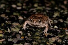 Pseudophryne guentheri