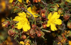 Hibbertia