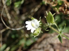 Nemesia hanoverica