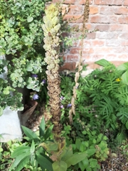 Verbascum